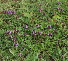 Brunelles sauvages dans le pré