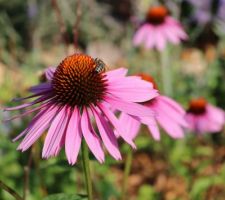 Echinacea purpurea Cheyenne Spirit