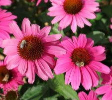 Echinacea purpurea, on s'y presse !