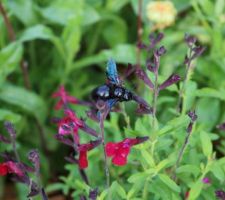 Slurp ! Abeille charpentière sirotant une Salvia greggii Mirage burgundy