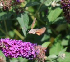 Moro-sphinx, sa trompe est parfaite pour la multitude de minuscules fleurs du Buddléia Blue Chip. 75 battements d'ailes par seconde