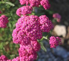 Achillea millefolium Äpfelblüte