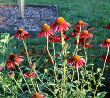 Touffe d'Echinacea purpurea Kismet rouge, aux tiges bien solides