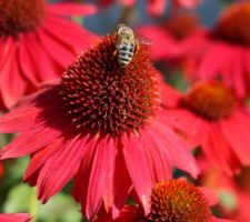 Echinacées Kismet, d'un rouge éclatant. Echinacées et gaillardes attirent beaucoup les butineurs !