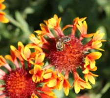 Des pétales extraordinaires, en forme de trompette qui s'ouvre, coloris jaune et rouge orangé : Gaillarde grandiflora Fanfare