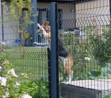 (photo 1, chien des voisins sur leur composteur, contre notre clôture). Quelles fleurs je préfère, les mauves ou les blanches ? Entre les 2 mon coeur balance...