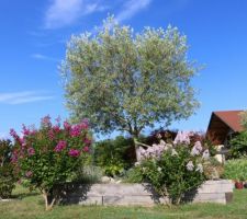 Au pied de l'olivier surélevé, 2 lilas des Indes en fleur (et ce n'est pas souvent que le ciel est bleu !)