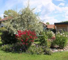 Lilas des Indes rouge éclatant, au bout du massif en demi-lune