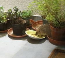 Un soir on entend des farfouillis vers des pots de fleurs ; allumons la lumière extérieure