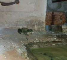 La grenouille venue voir la fontaine, le lendemain de sa mise en service