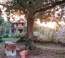 Les ruches et la maison, cot&eacute; Est