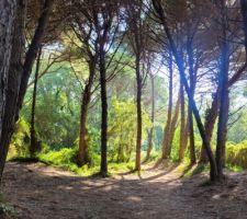 Forêt étangs de Villepey pour accès mer