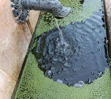 Les lentilles d'eau dans la fontaine canard,...elles se reproduisent Ã  "vue dâ??Å?il !"