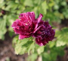Hibiscus syriacus French Cabaret red