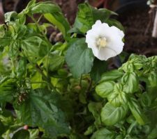 Planté de petits basilics dans un gd pot. Tuteuré 2 branches avec 2 branchettes de taille d'hibiscus. Surprise, le tuteur a fleuri !! Pourtant il était coupé depuis 2 mois ! Les 2 tuteurs ont fait une fleur, puis d'autres mais toujours une à la fois. Ils proviennent d'un Diana