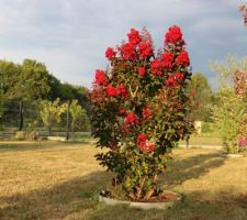 Lagerstroemia Dynamite. Bien rouge en début de floraison, puis ...