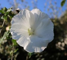 Hibiscus syriacus Diana