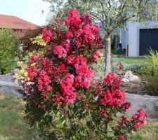 Changement de teinte, le rouge devient rosé en 2ème partie de floraison (Lagerstroemia Dynamite)