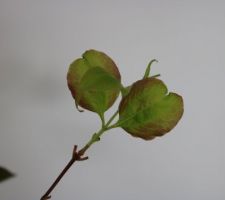 Heptacodion jasminoides, feuilles juvéniles