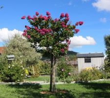 Lagerstroemia formé sur tige