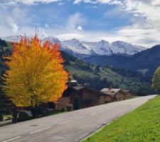 La montagne et l'arbre ou le contraire