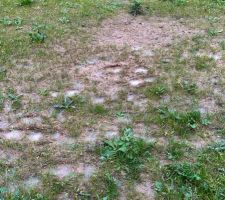 Résultat pousse de gazon sur terre argileuse ... Une horreur