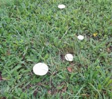 &Ccedil;a y est nous sommes officiellement propri&eacute;taire de notre terrain... maintenant il ne reste plus qu'&agrave; attendre que le constructeur nous donne une date d'ouverture de chantier.