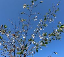 Cerisier du Japon qui fleurit en octobre...