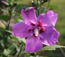 Un semis de Purple ruffle a donné ceci. Comparez...  Une bouture, c'est plus fidèle qu'un semis !