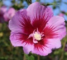 Hibiscus très spécial : colonnaire jusqu'à 4m, x 1m de large ! Et ce coeur rouge : un buvard ! (Purple pillar)