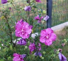 Hibiscus syriacus Purple ruffle, un peu chétif, il prend son temps pour fleurir