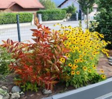 La touffe froufroutante du rudbeckia jaune s'appuie mollement sur le weigelia orangé, joli mariage de couleurs !