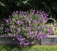 Encore bien jolie un 29 septembre, cette sauge arbustive ! En réalité elle fleurit par vagues successives.