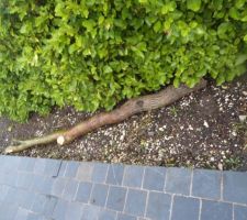 Morceau de branche du saule tortueux