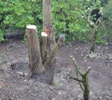 Le tronc du saule tortueux 1