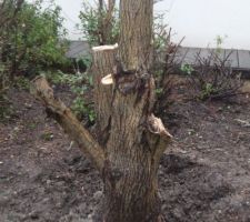 Le tronc du saule tortueux 1