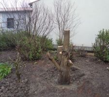 Le saule tortueux rabattu