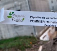 Plantation d'un pommier Reinette de Caux 2.