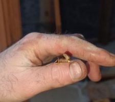 Joint existant