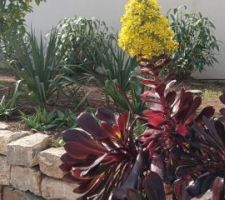 Plante grasse en fleurs - 24/02/24