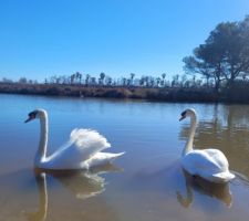 Footing étangs de Villepey,  une bien belle rencontre