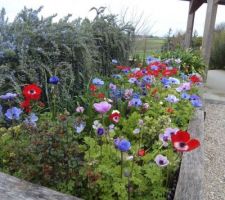 Anémones sa profusion dans la jardinière XXL