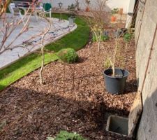 Installation du goutte à goutte