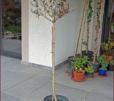 Dernière visite de l'année à la jardinerie (que ça va être long d'attendre le printemps !) Un bon prétexte pour sauver ce rachitique weigelia Red prince (greffé sur tigette), qui végète depuis 3 ou 4 ans, ficelé à une colonne dans un coin reculé, et caché par des végétaux "plus frais" !