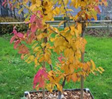 Jolies couleurs pour ce parrotia de Perse planté l'automne dernier