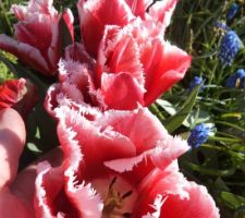 Tulipes en fleurs