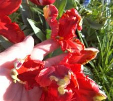 Tulipes en fleurs 2.