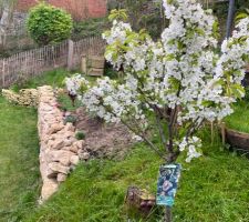 Détail du cerisier en fleur planté l?année dernière (à côté de son tronc il y a le reliquat du tronc d?une mirabellier mort que l?on avait dû couper à notre arrivée)