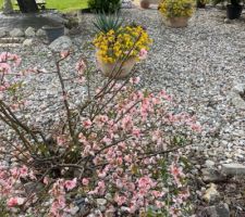 Le printemps pointe le bout de son nez et le jardin se réveille