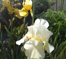 Iris blanc iris jaune